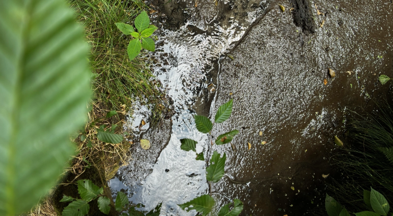 Bach im Wald