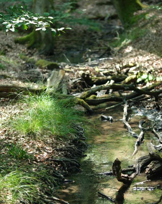 Wald Bach
